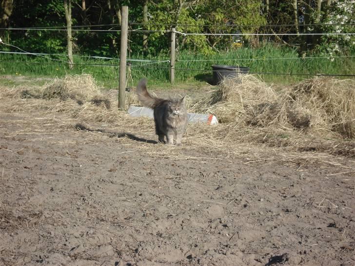 Maine Coon Lucky *DØD* - Ude på folden d.18 maj-08 billede 2