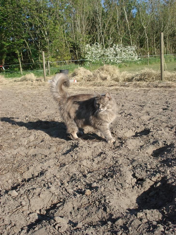 Maine Coon Lucky *DØD* - Ude på folden d.18 maj-08 billede 3