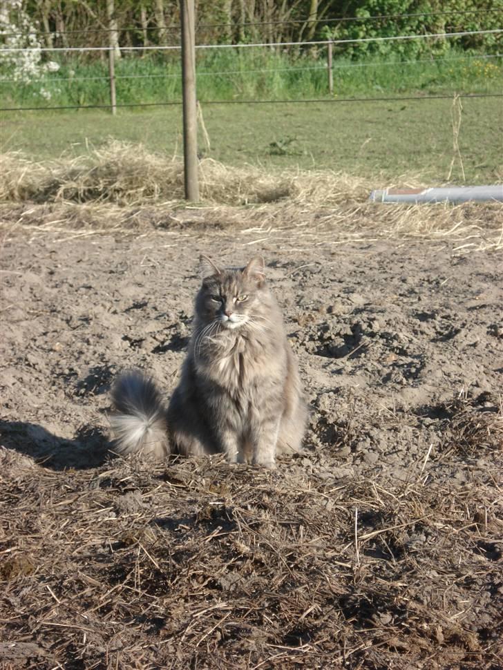Maine Coon Lucky *DØD* - Ude på folden d.18 maj-08 billede 4