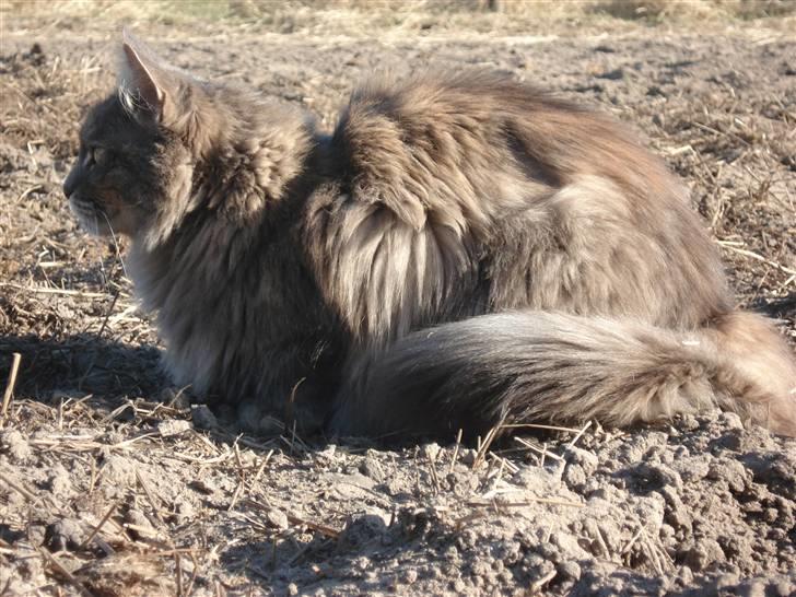 Maine Coon Lucky *DØD* - Ude på folden d.18 maj-08 billede 5