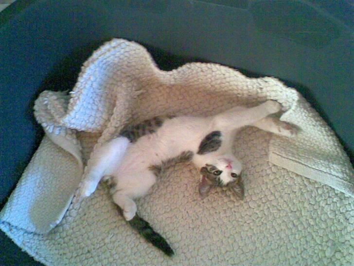 Blanding af racer Prinsen billede 2