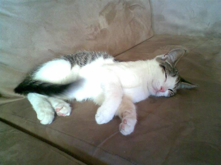 Blanding af racer Prinsen billede 3