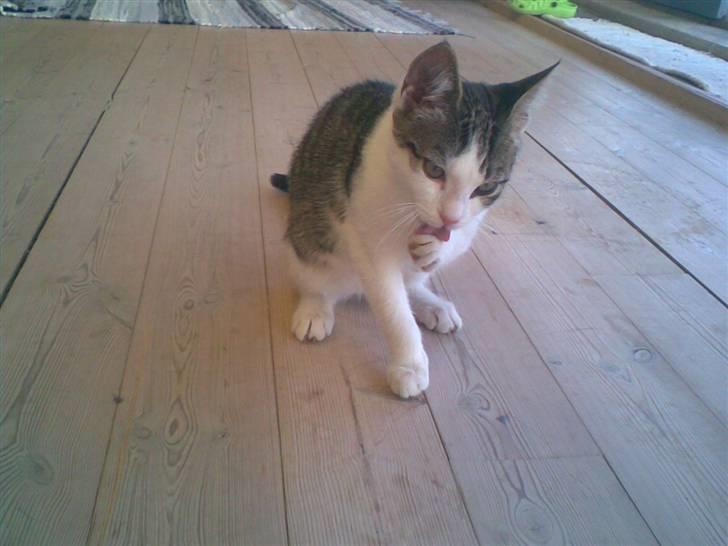 Blanding af racer Prinsen billede 5