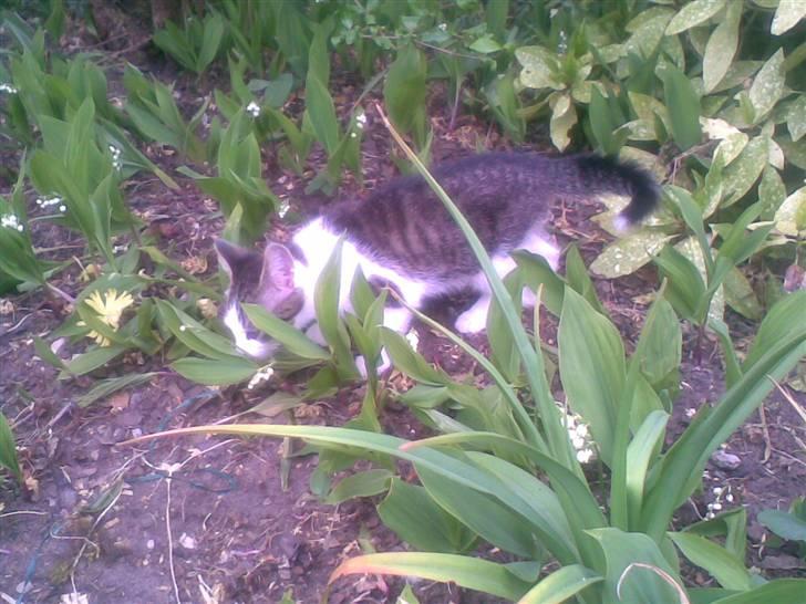 Blanding af racer Prinsen billede 6