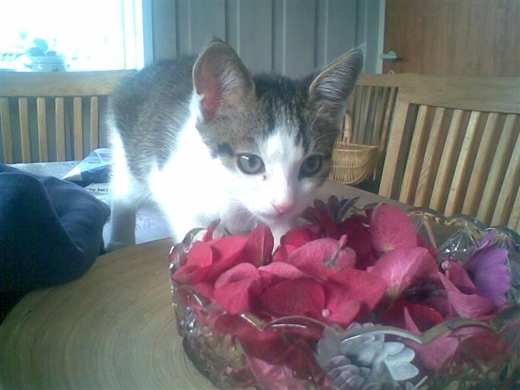 Blanding af racer Prinsen billede 7