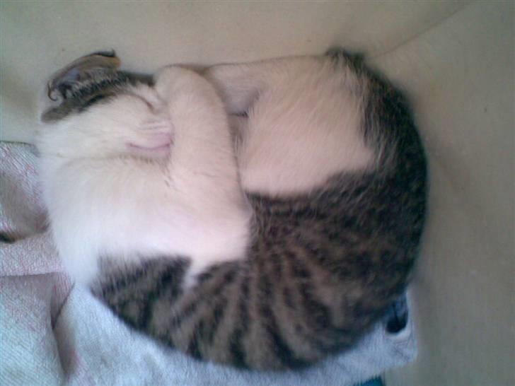 Blanding af racer Prinsen billede 8