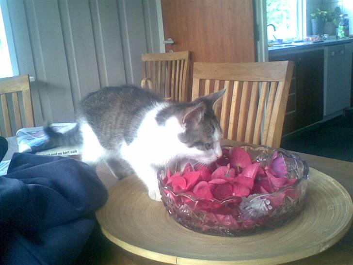 Blanding af racer Prinsen billede 9