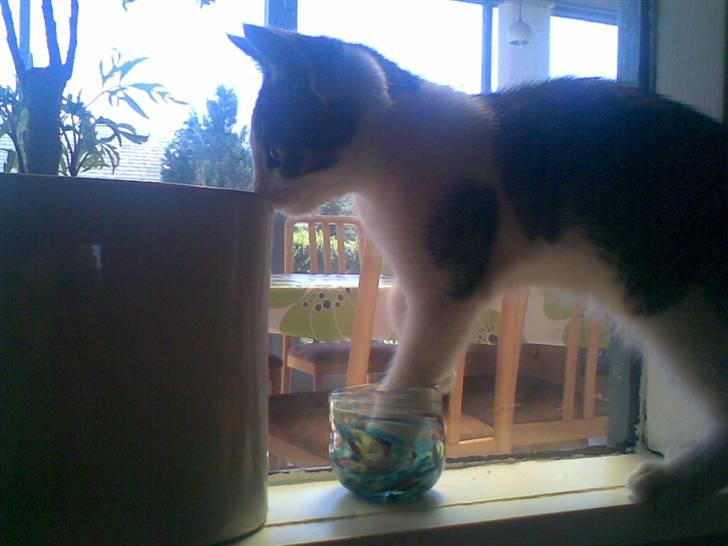 Blanding af racer Prinsen billede 10