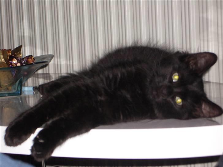 Blanding af racer Balou - så gør man sig lige til for kameraet.... billede 11