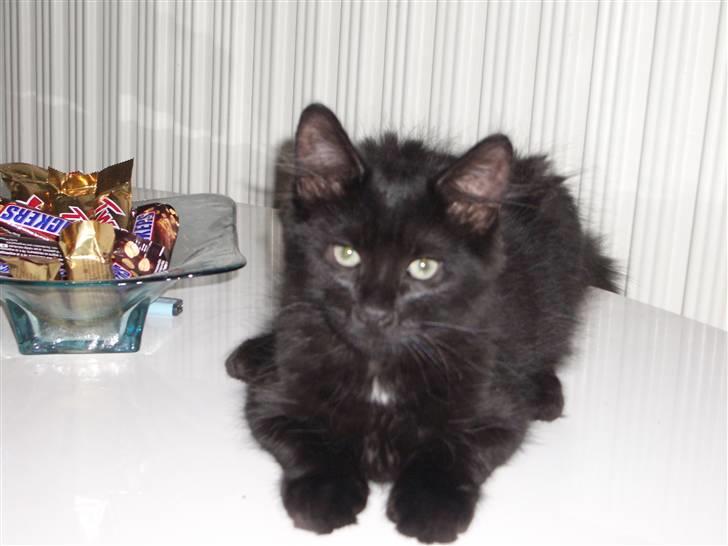 Blanding af racer Balou - så dejlig.... billede 12