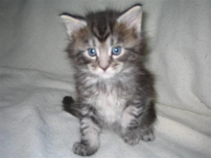 Maine Coon Bacardi billede 13