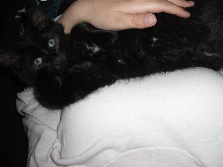 Blanding af racer Balou - putte hos "mor"... :) billede 13