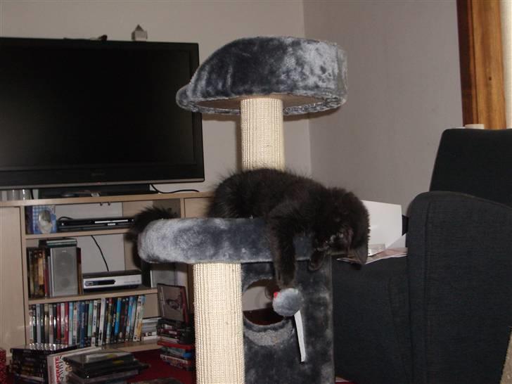 Blanding af racer Balou - der hænger en legemus i hans kradsebræt.. billede 14