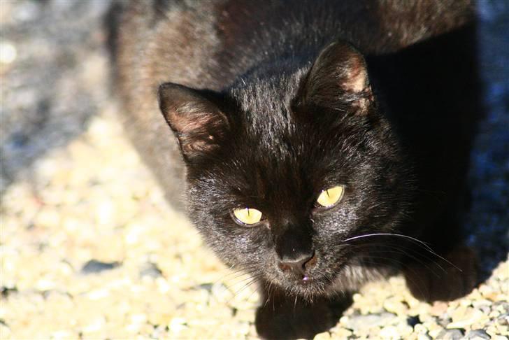 Huskat Otto billede 12