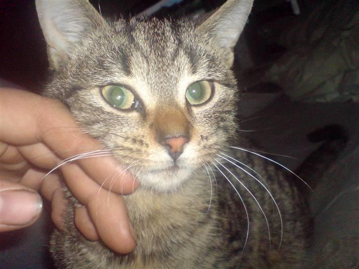 Huskat Fischer billede 1