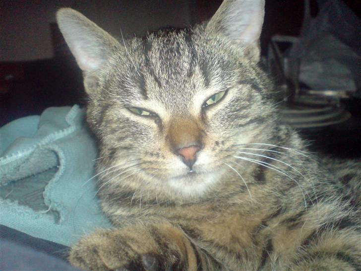 Huskat Fischer billede 2