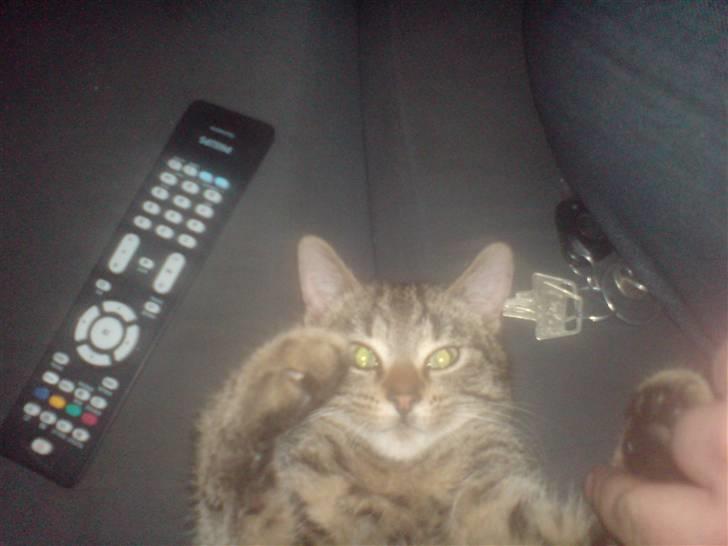 Huskat Fischer billede 4