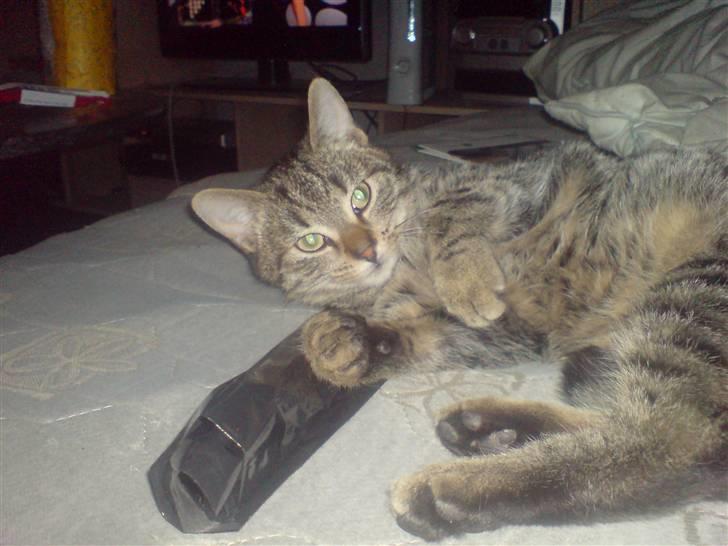 Huskat Fischer billede 5