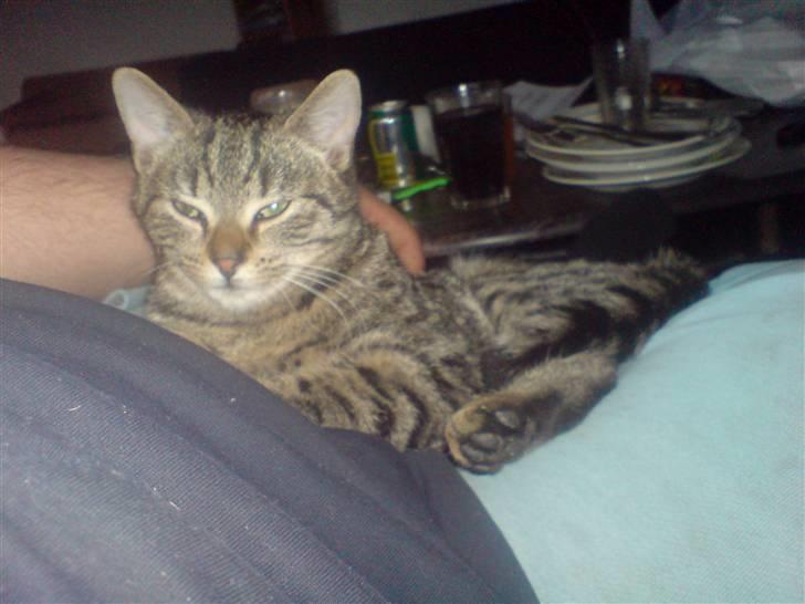 Huskat Fischer billede 6