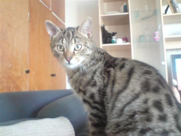 Huskat Fischer billede 8