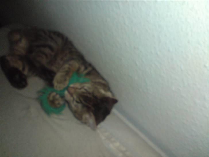 Huskat Fischer billede 9