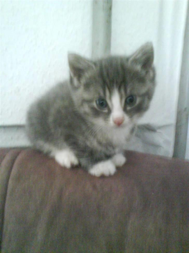 Huskat bølle  rip d 2 maj 09 billede 1