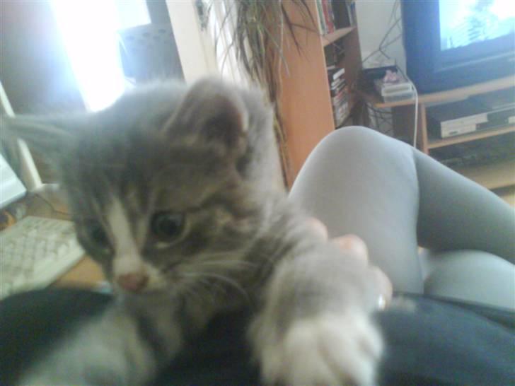 Huskat bølle  rip d 2 maj 09 billede 2