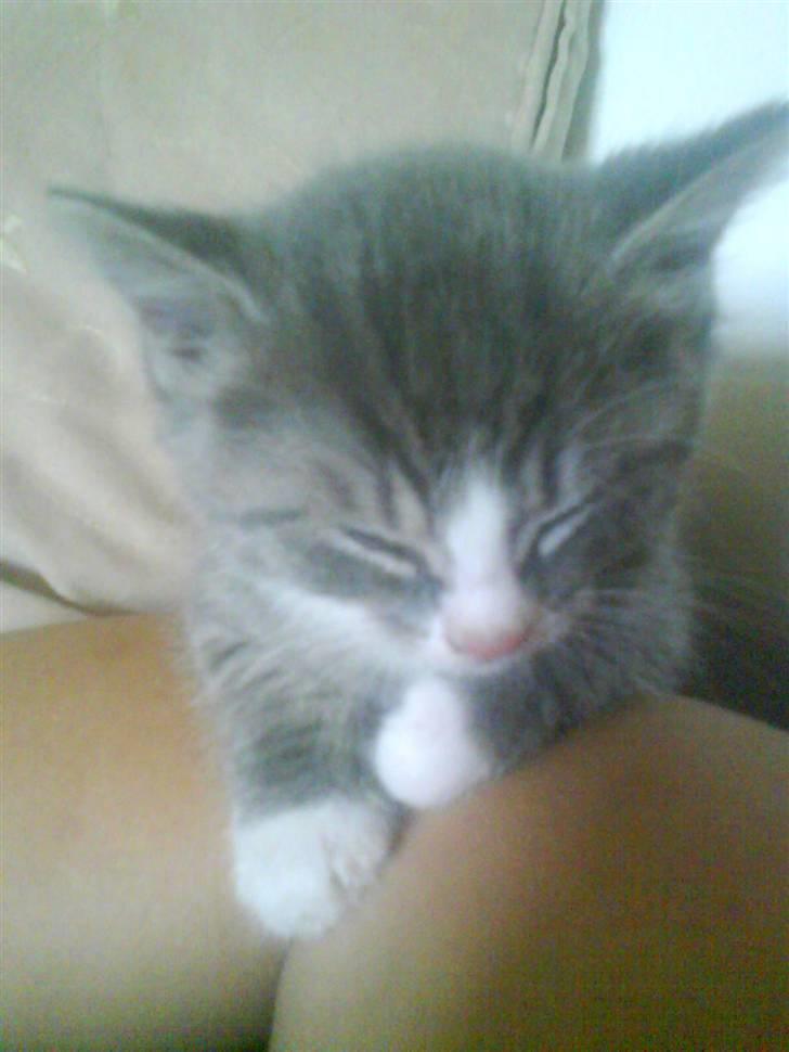 Huskat bølle  rip d 2 maj 09 billede 3