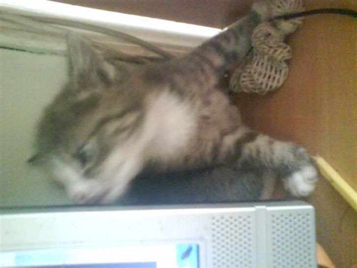 Huskat bølle  rip d 2 maj 09 billede 4