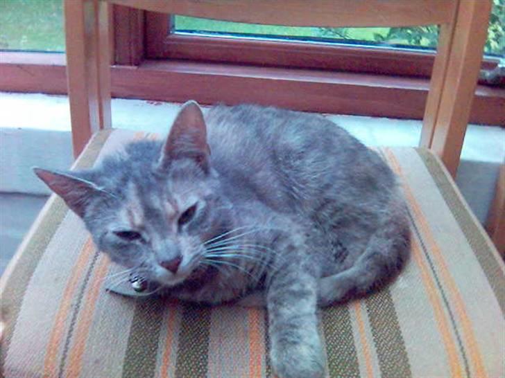 Huskat bølle  rip d 2 maj 09 - hendes mor  billede 5