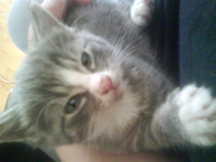 Huskat bølle  rip d 2 maj 09 billede 6