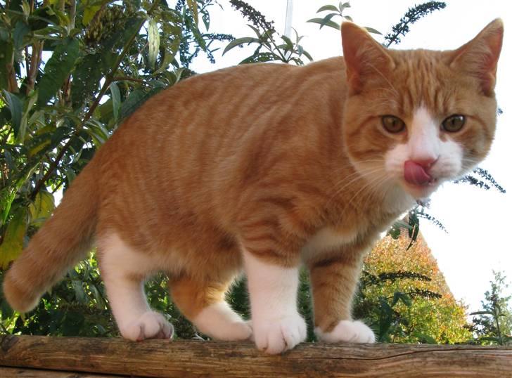 Huskat Dumle billede 1