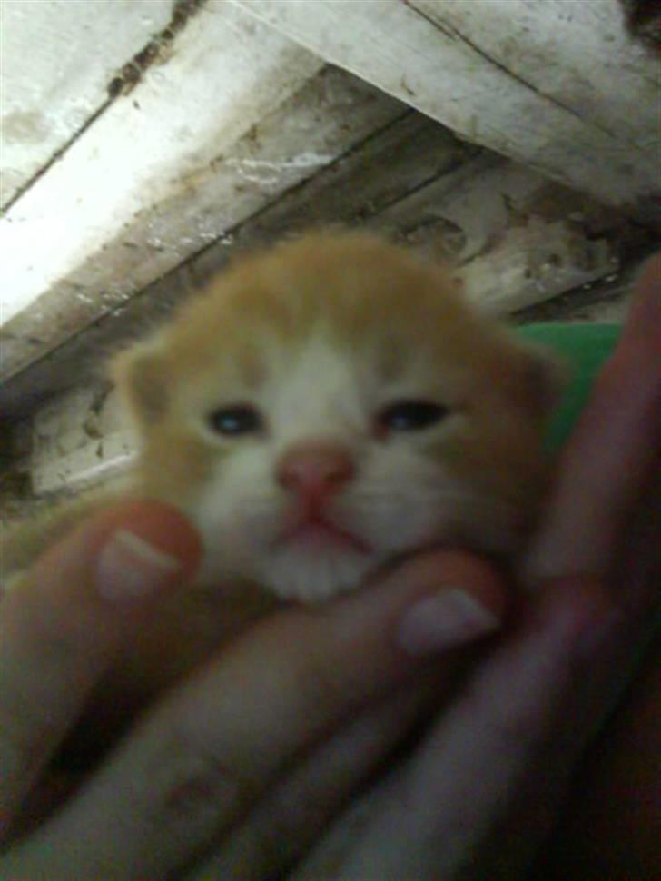 Huskat Dumle - Kun 8 dage gammel :) billede 2