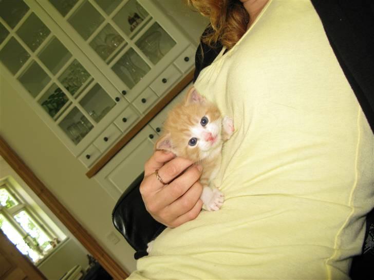 Huskat Dumle - Sød og liiiille!!!!! billede 3