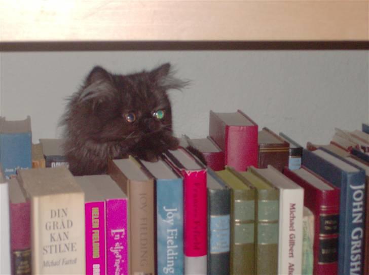 Perser Brumle billede 4