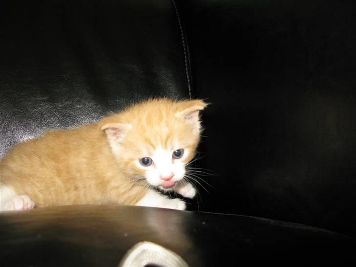 Huskat Dumle billede 4