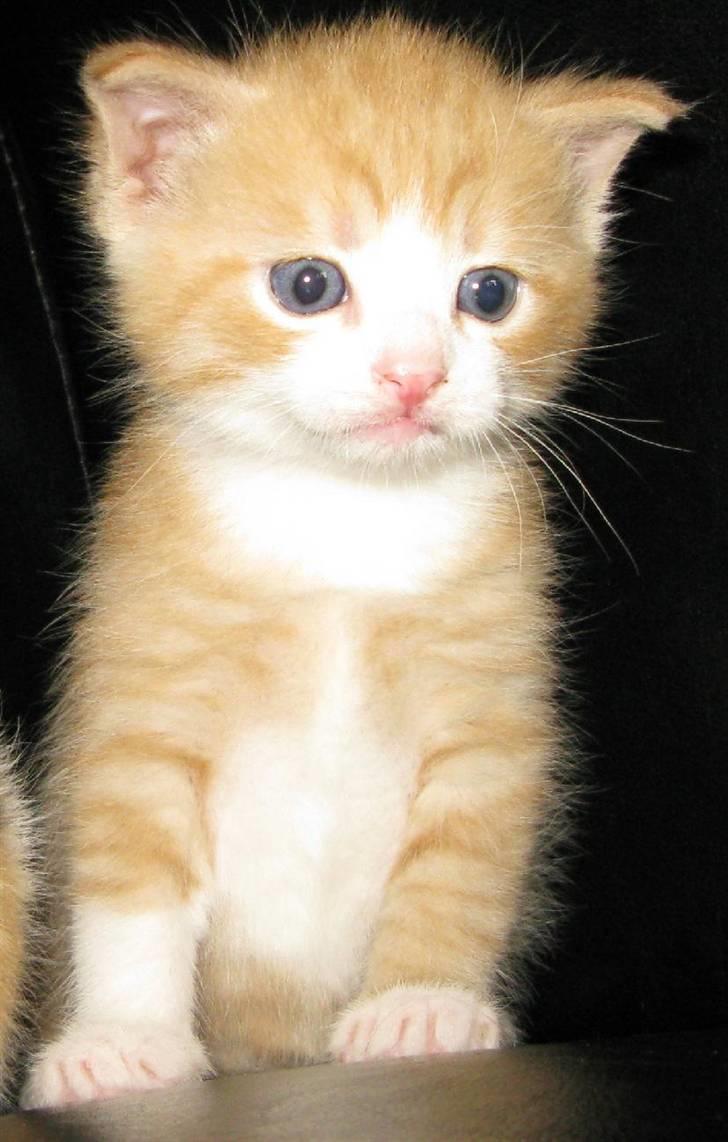 Huskat Dumle - 23 dage gammel ... billede 5