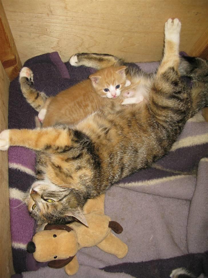 Huskat Dumle - Dejligt at være ved mor igen. (: billede 6