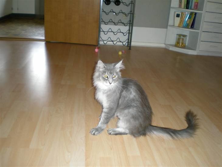 Maine Coon R.I.P. Aja - puha det er hårdt med alle de billeder. billede 1