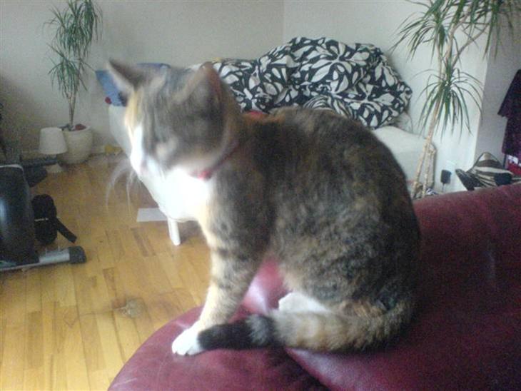 {{currentPhoto.altText}} billede {{currentPhoto.number}}