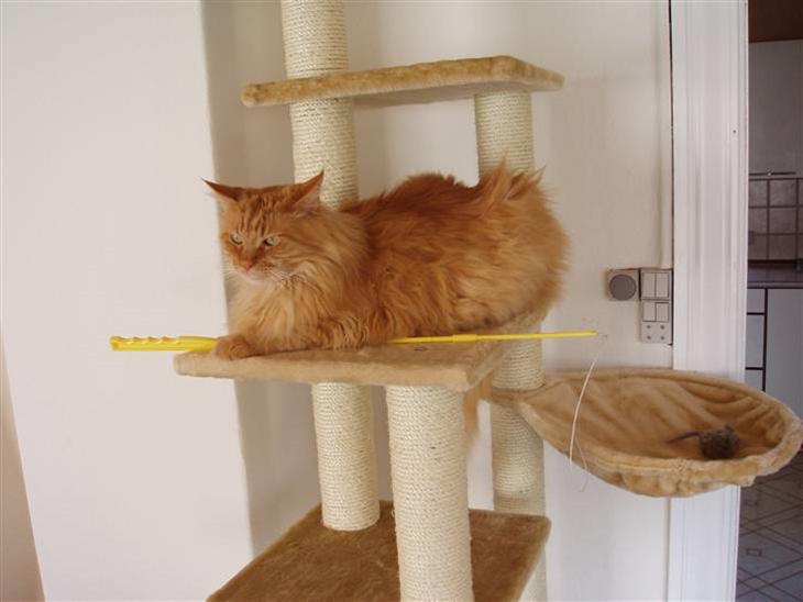 Maine Coon Hugo Boss R.I.P. billede 1