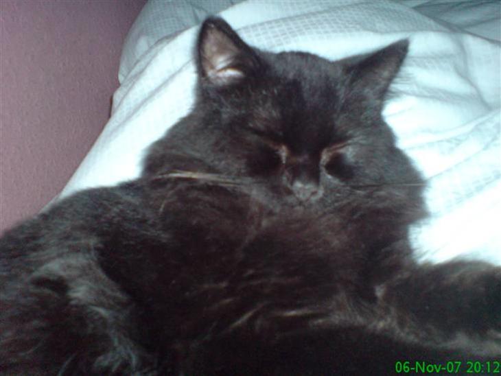 {{currentPhoto.altText}} billede {{currentPhoto.number}}