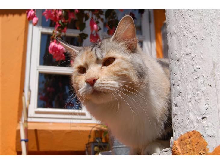 Maine Coon  Berta Bumble Bee P billede 1