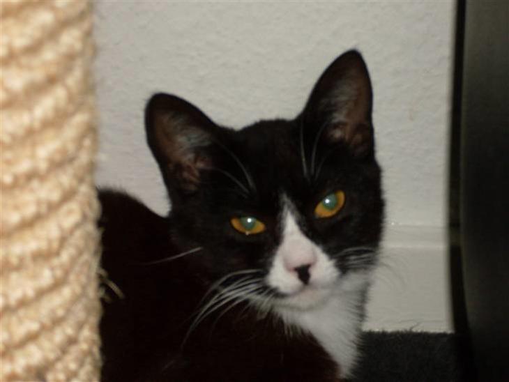 {{currentPhoto.altText}} billede {{currentPhoto.number}}