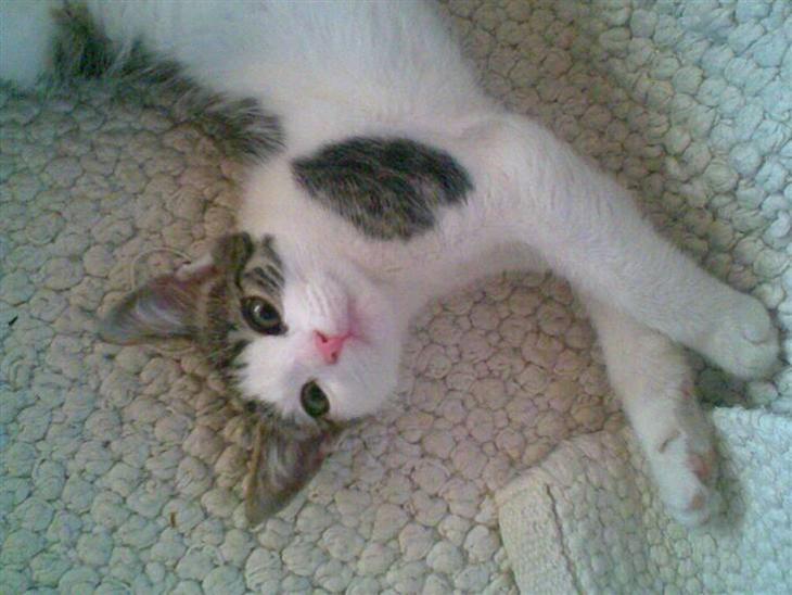 {{currentPhoto.altText}} billede {{currentPhoto.number}}