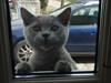 British Shorthair Pelle del haleløs