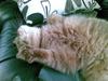 British Shorthair basse