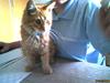 Maine Coon Lily - Nu med killinge