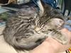 Maine Coon sofie