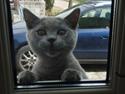 British Shorthair Pelle del haleløs
